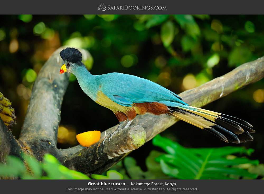 Great blue turaco in Kakamega Forest, Kenya