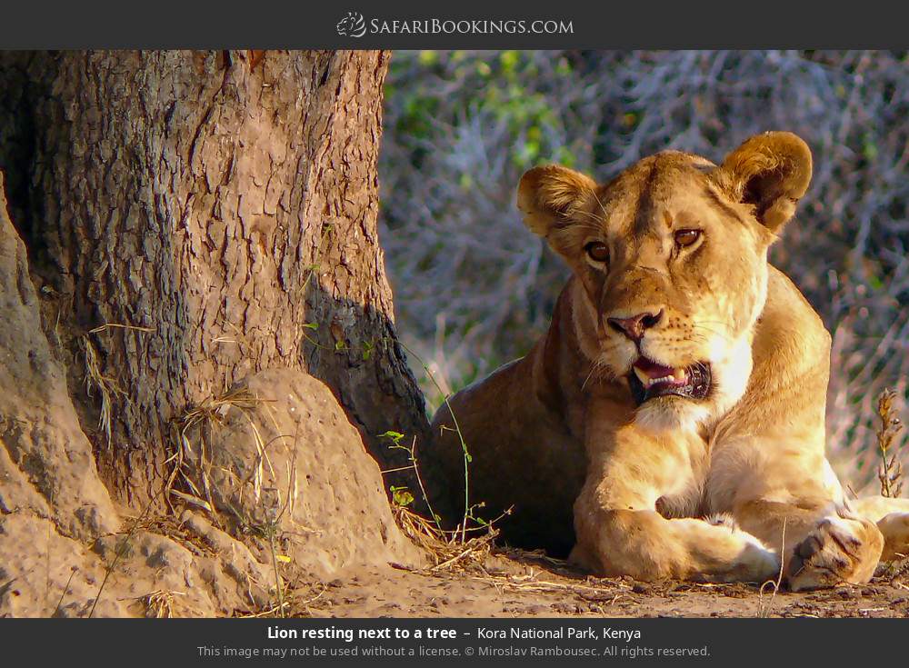 Lioness in Kora National Park, Kenya