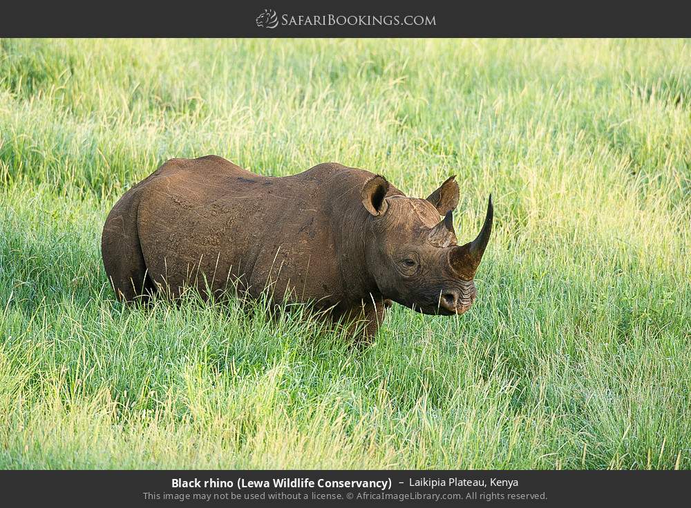 Black rhino in Lewa Wildlife Conservancy in Laikipia Plateau, Kenya