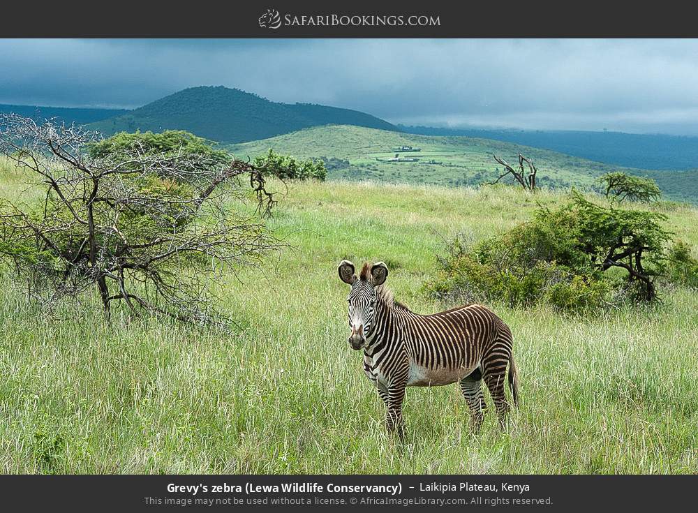 Grevy's zebra in Lewa Wildlife Conservancy in Laikipia Plateau, Kenya