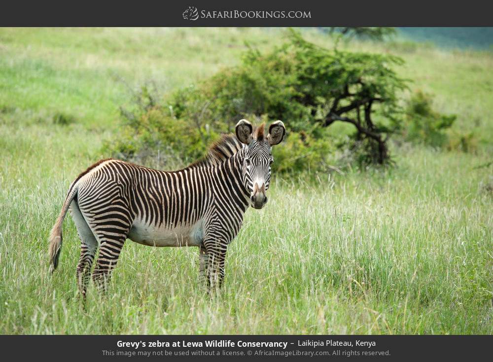 Grevy's zebra in Lewa Wildlife Conservancy in Laikipia Plateau, Kenya