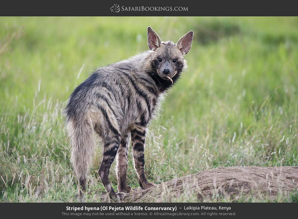 Striped hyena in Ol Pejeta Conservancy in Laikipia Plateau, Kenya