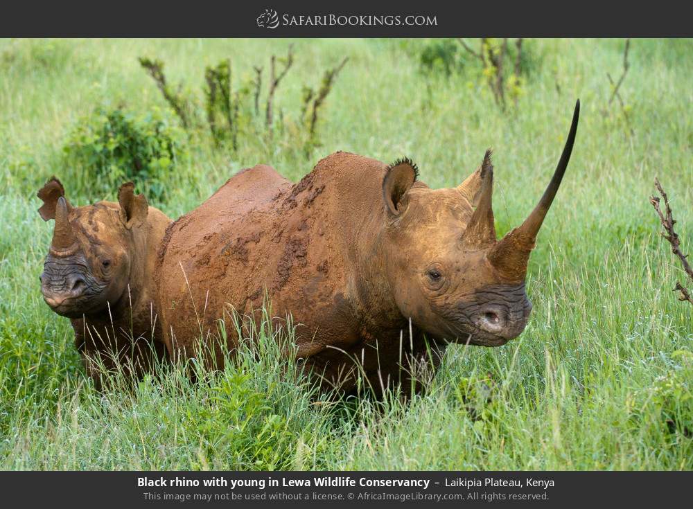 Black rhino with young in Lewa Wildlife Conservancy in Laikipia Plateau, Kenya