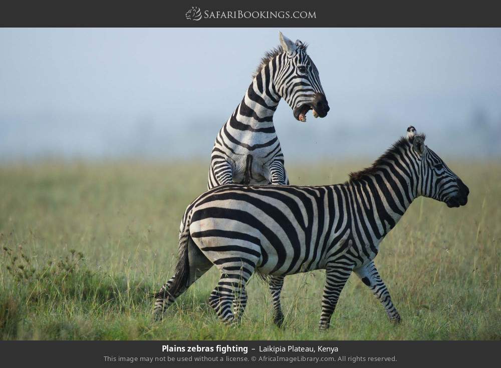 Plains zebras fighting in Laikipia Plateau, Kenya