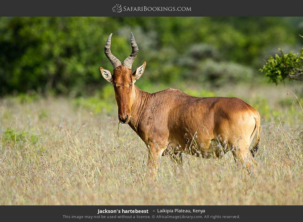 Jackson's hartebeest in Laikipia Plateau, Kenya