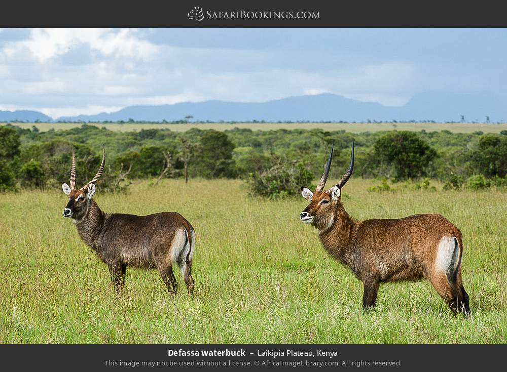 Defassa waterbuck in Laikipia Plateau, Kenya
