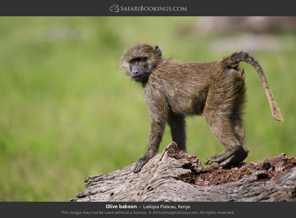 Olive baboon in Laikipia Plateau, Kenya
