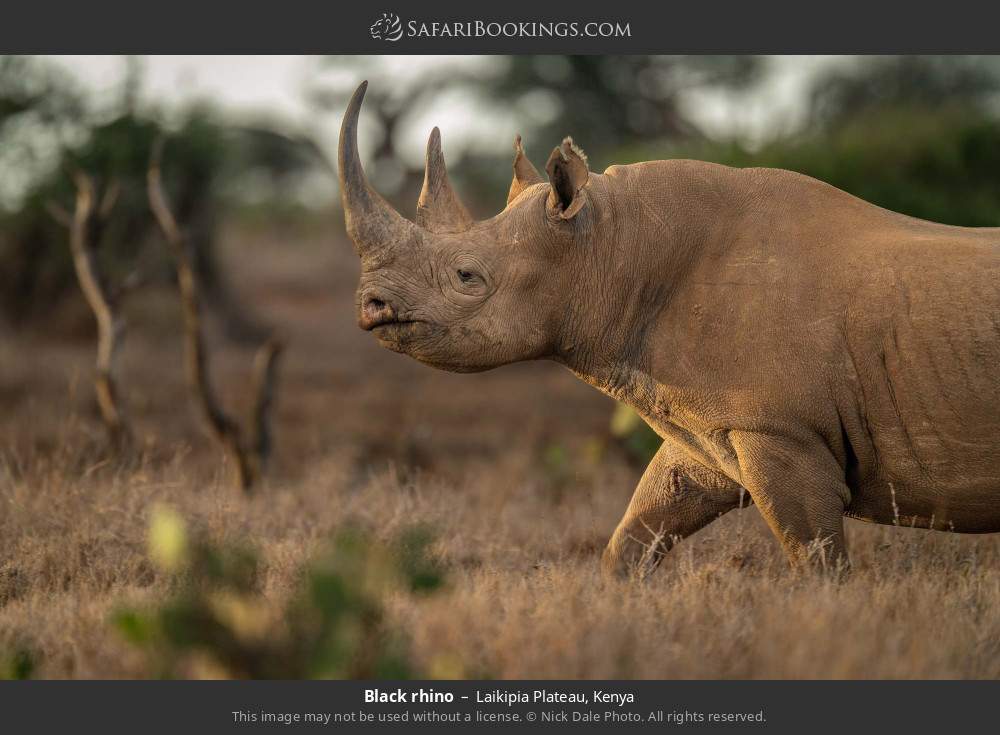 Black rhino in Laikipia Plateau, Kenya