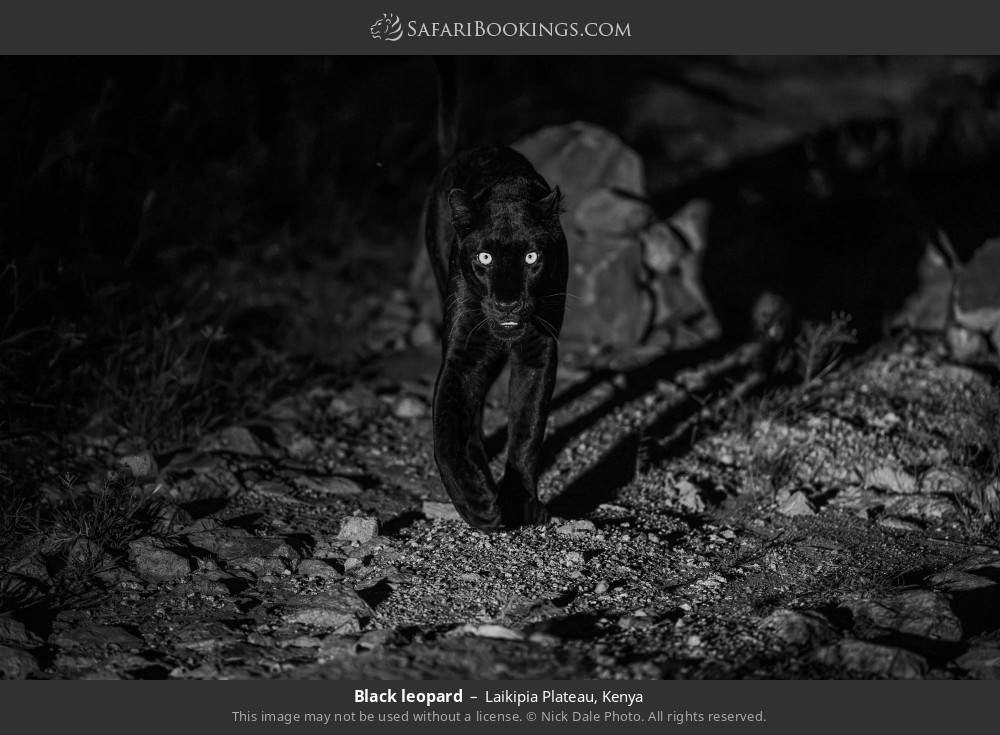 Black leopard in Laikipia Plateau, Kenya