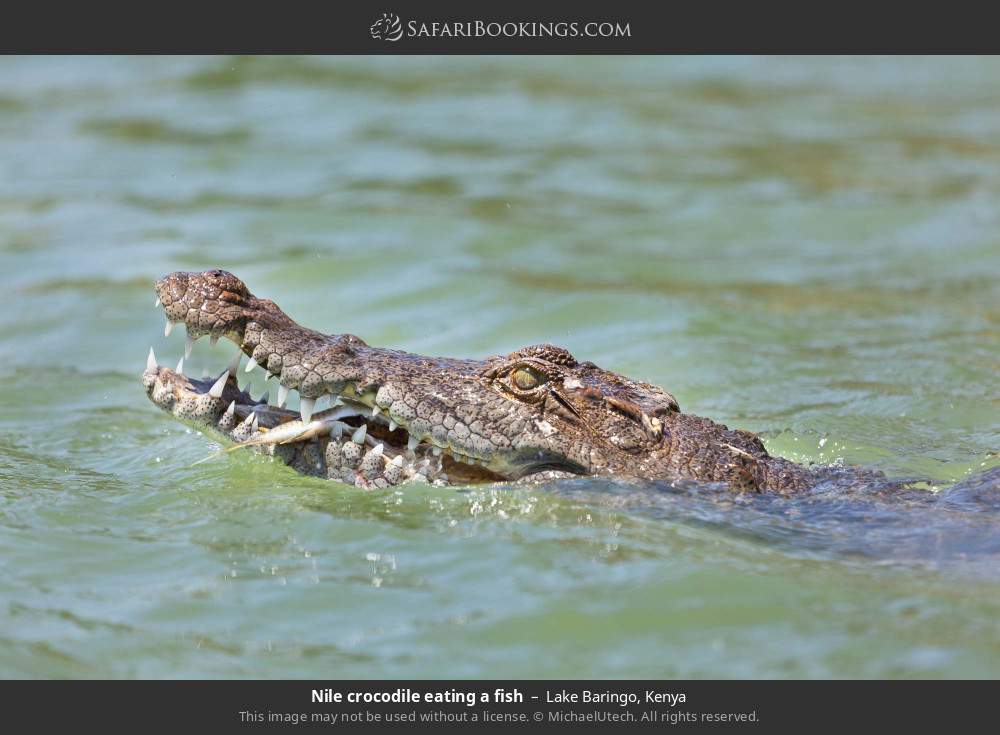 Nile crocodile eating a fish in Lake Baringo, Kenya