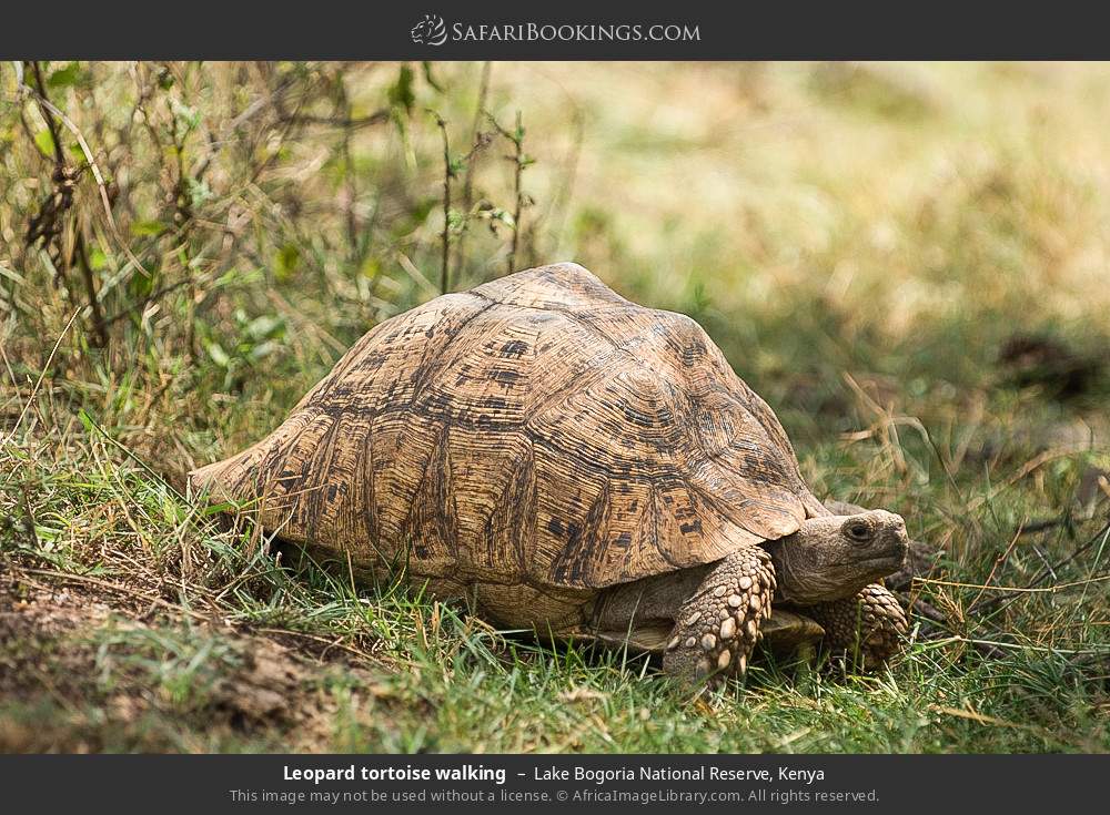 Leopard tortoise in Lake Bogoria National Reserve, Kenya