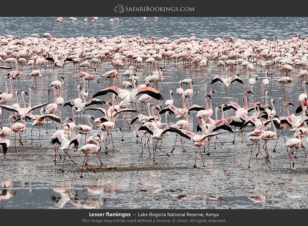 Lesser flamingos in Lake Bogoria National Reserve, Kenya