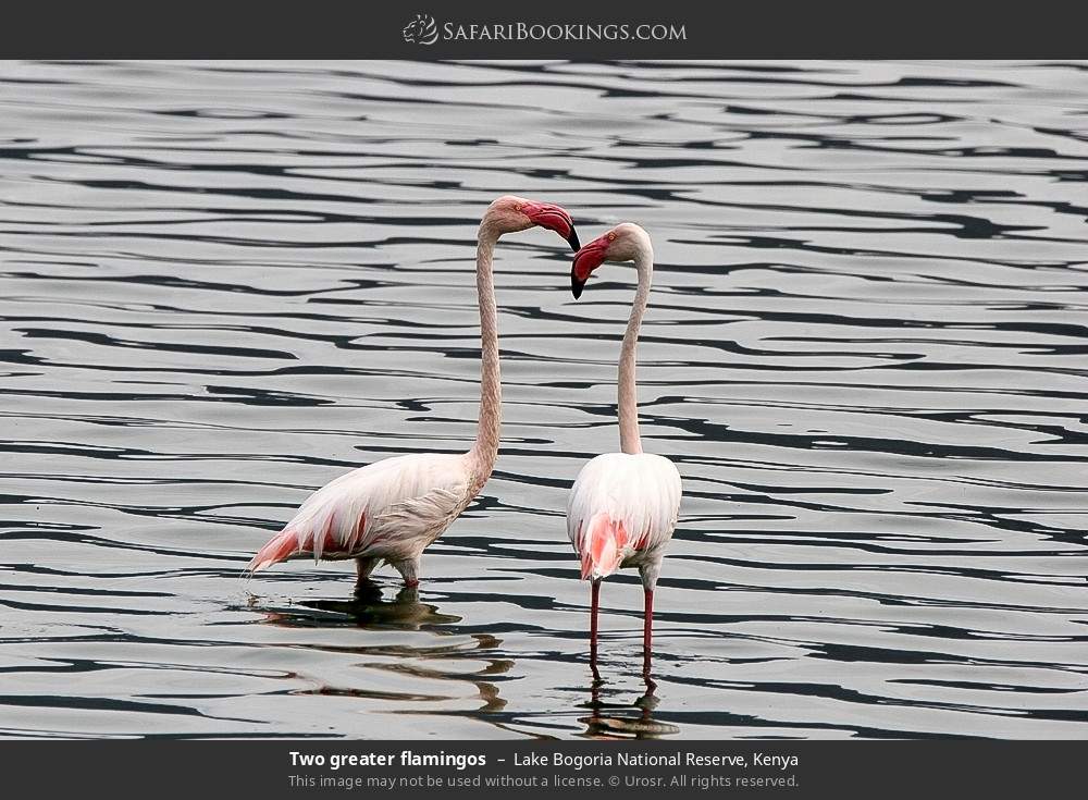 Two greater flamingos in Lake Bogoria National Reserve, Kenya