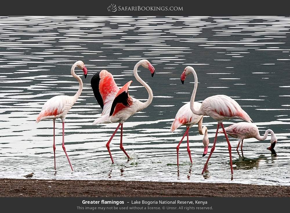 Greater flamingos in Lake Bogoria National Reserve, Kenya