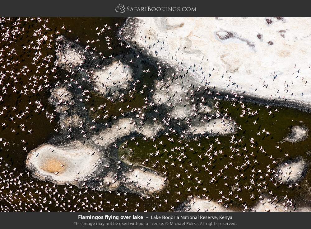 Flamingos flying over the lake in Lake Bogoria National Reserve, Kenya