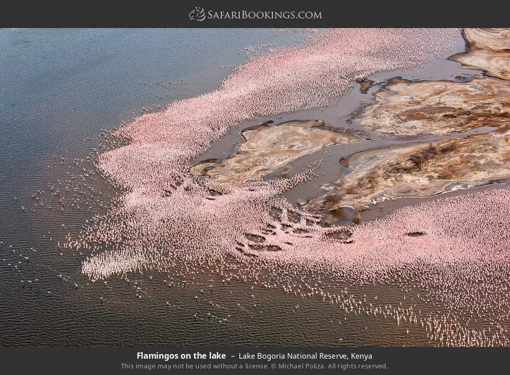 Flamingos on the lake in Lake Bogoria National Reserve, Kenya