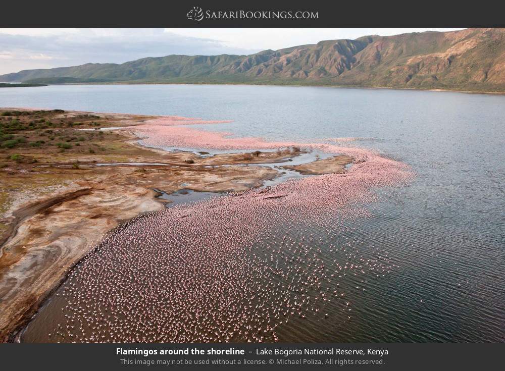 Flamingos around the shoreline in Lake Bogoria National Reserve, Kenya