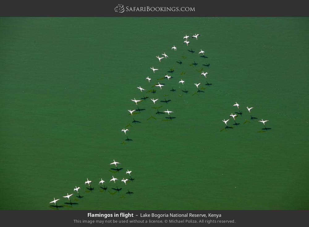 Flamingos in flight in Lake Bogoria National Reserve, Kenya