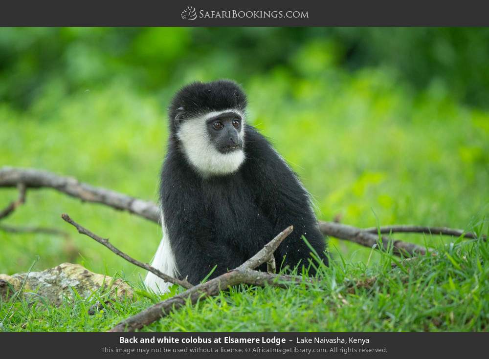 Back-and-white colobus at Elsamere Lodge in Lake Naivasha, Kenya