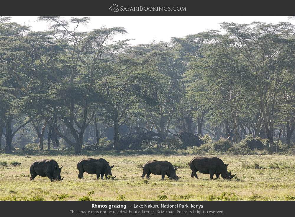 Rhinos grazing in Lake Nakuru National Park, Kenya