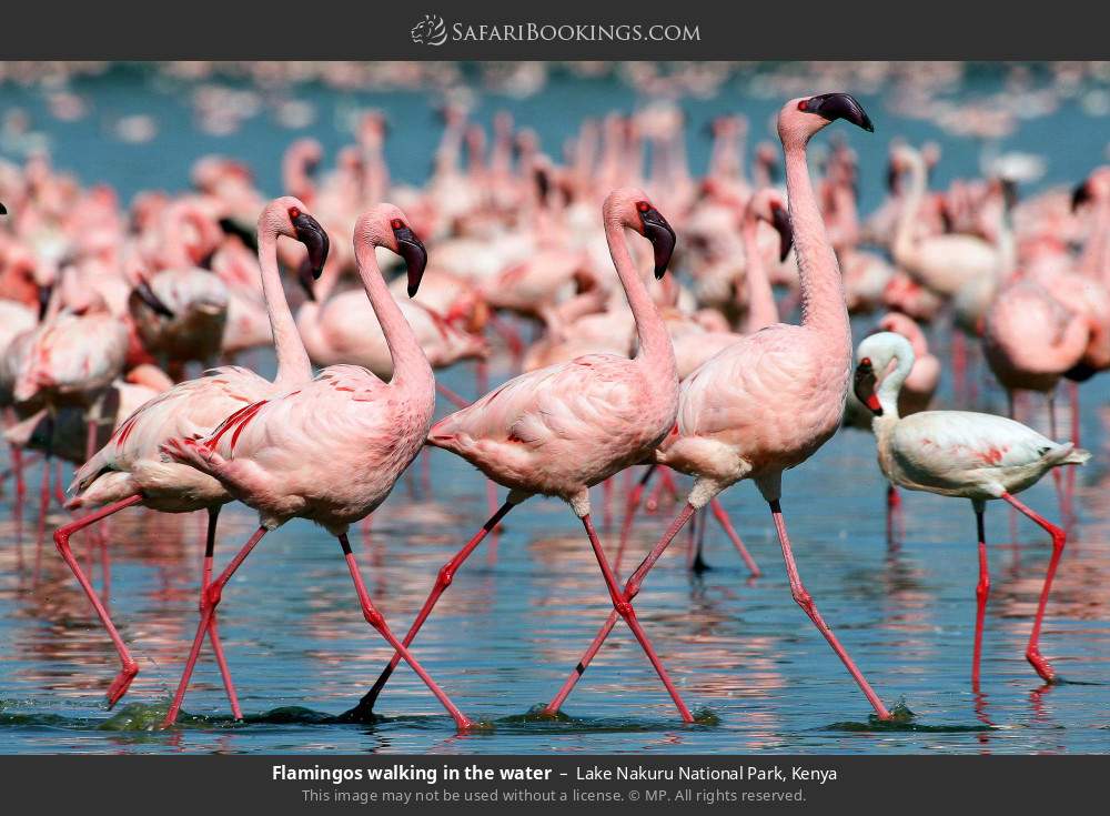 Flamingos walking in the water in Lake Nakuru National Park, Kenya
