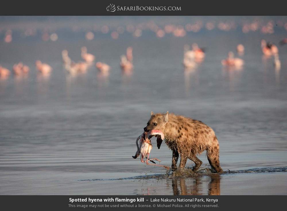 Spotted hyena with flamingo kill in Lake Nakuru National Park, Kenya