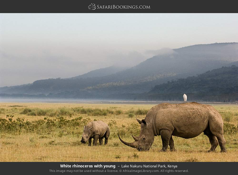 White rhinoceros with young in Lake Nakuru National Park, Kenya