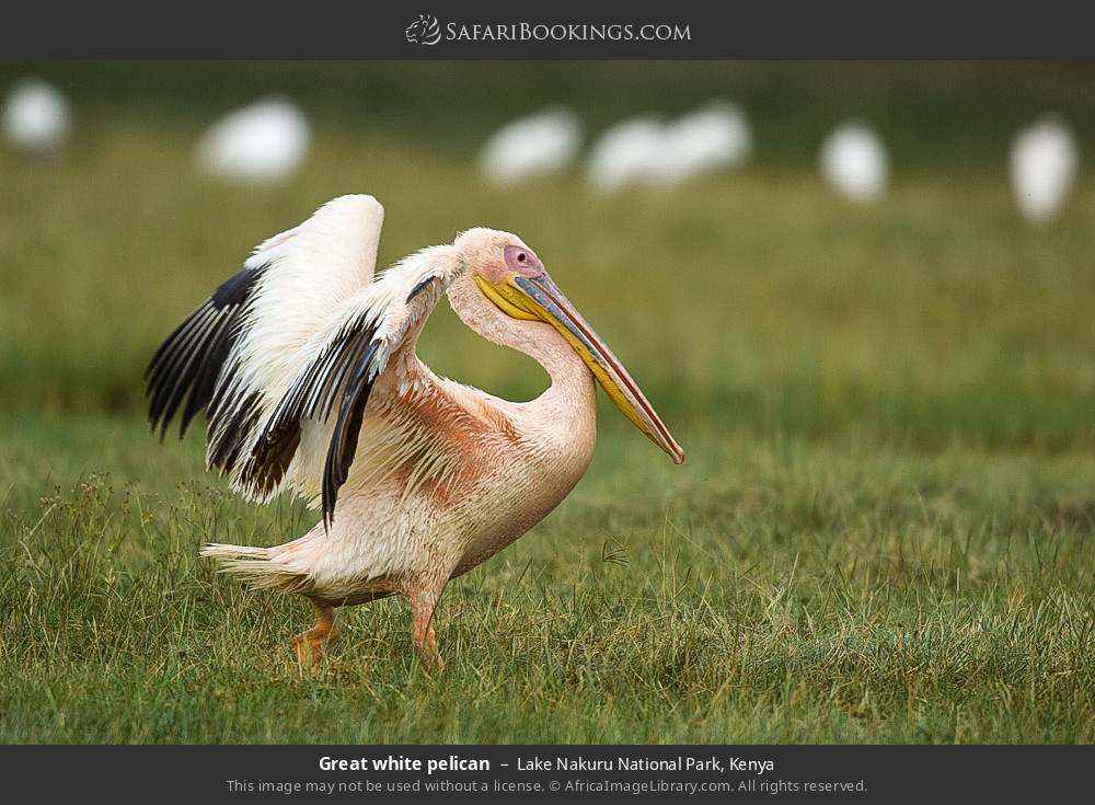 Great white pelican in Lake Nakuru National Park, Kenya