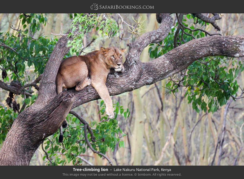 Tree-climbing lion in Lake Nakuru National Park, Kenya