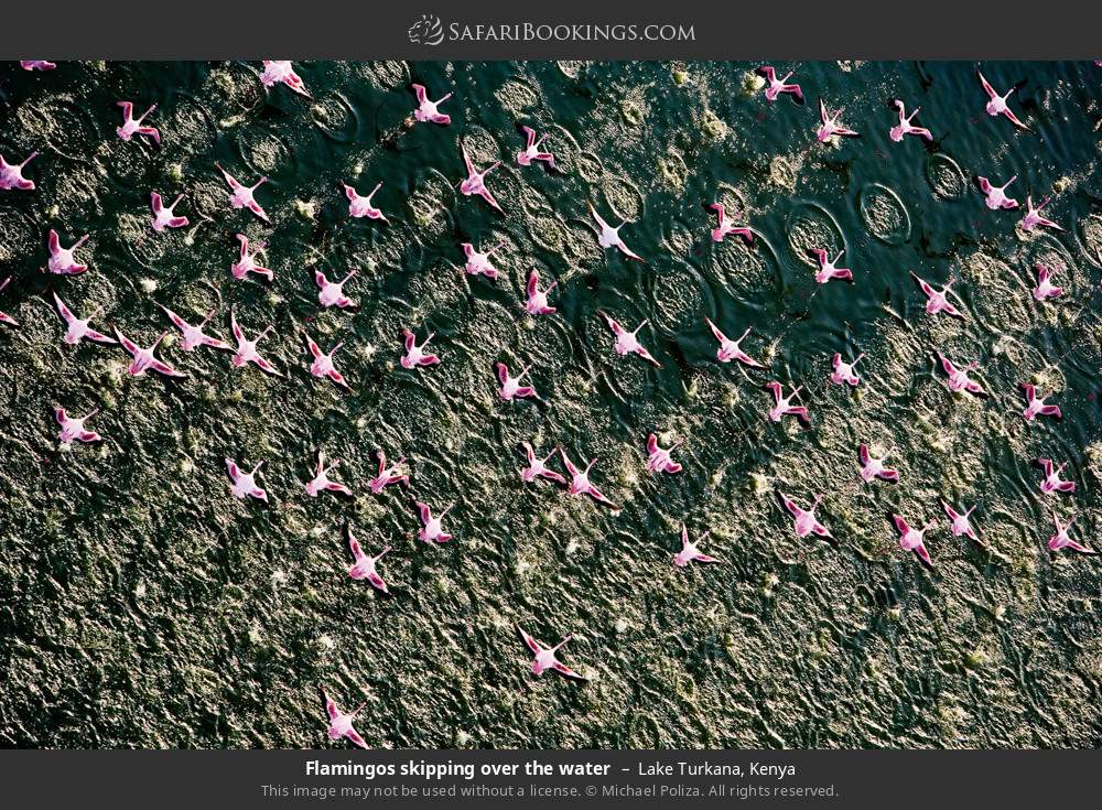 Flamingos skipping over the water in Lake Turkana, Kenya