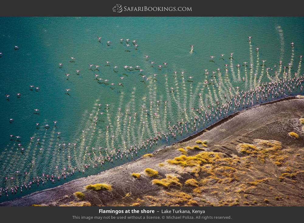Flamingos at the shore in Lake Turkana, Kenya