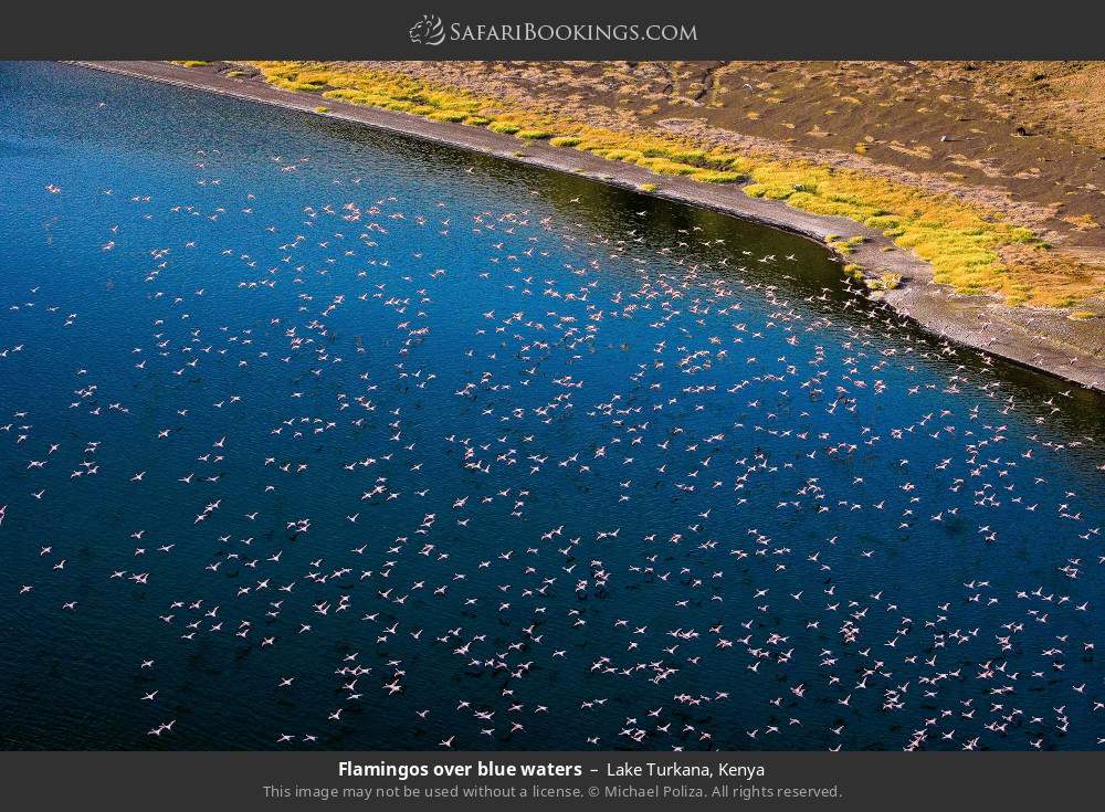 Flamingos over the blue waters of Lake Turkana in Lake Turkana, Kenya
