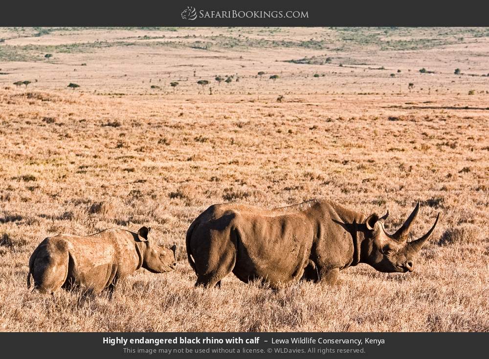 Black rhino with calf in Lewa Wildlife Conservancy, Kenya