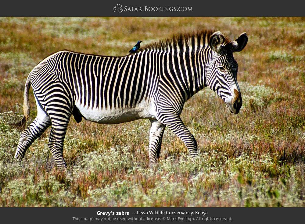 Grevy's zebra in Lewa Wildlife Conservancy, Kenya