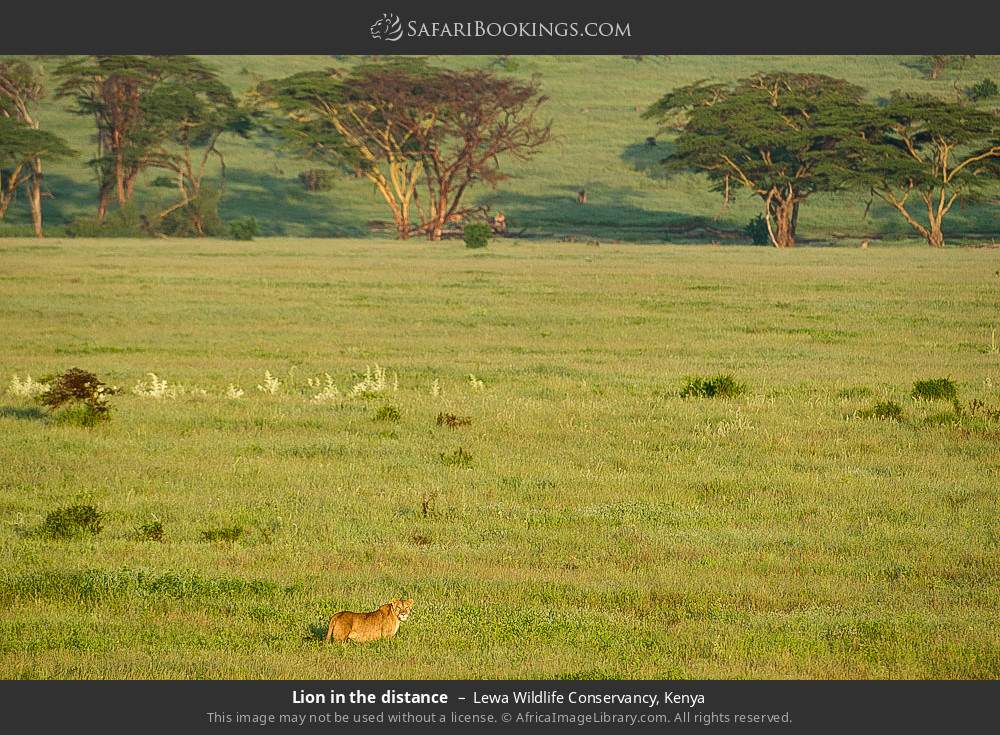 Lion in tall grass in Lewa Wildlife Conservancy, Kenya