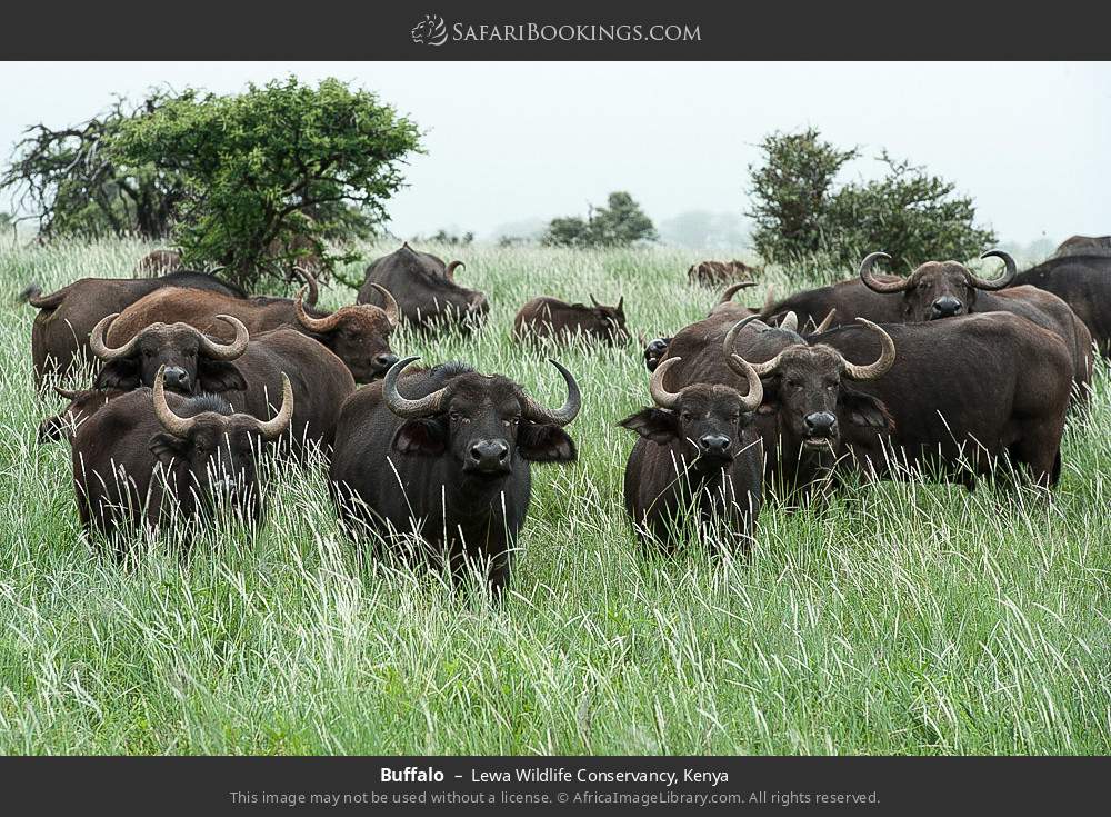 Buffalo in Lewa Wildlife Conservancy, Kenya