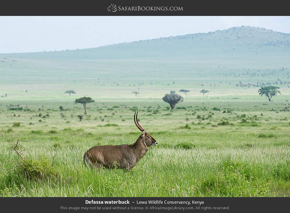 Defassa waterbuck in Lewa Wildlife Conservancy, Kenya