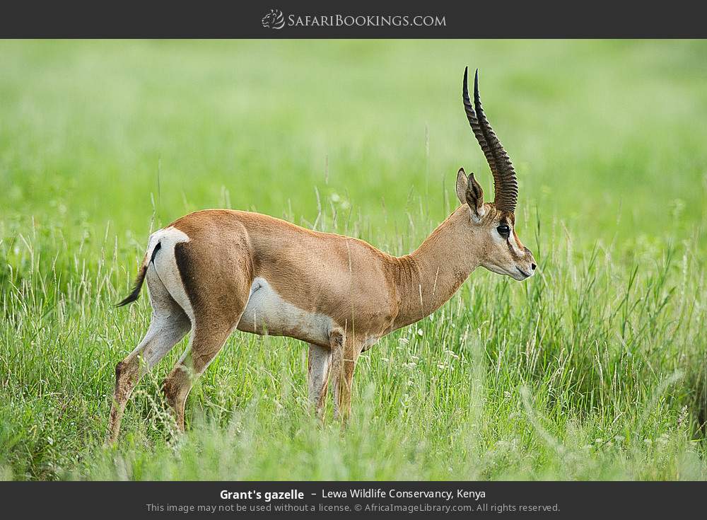 Grant's gazelle in Lewa Wildlife Conservancy, Kenya
