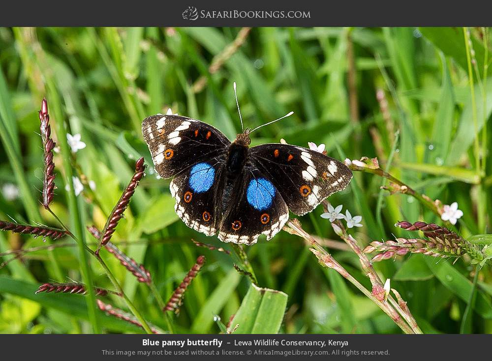 Blue pansy butterfly in Lewa Wildlife Conservancy, Kenya