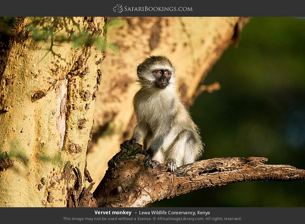 Vervet monkey in Lewa Wildlife Conservancy, Kenya