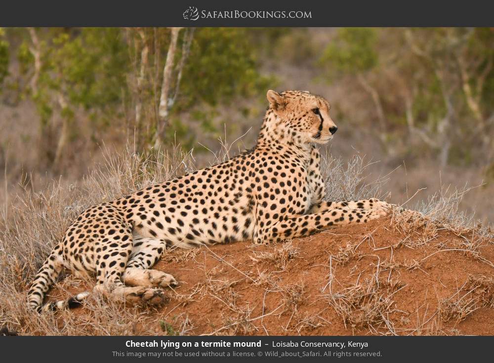 Cheetah lying on a termite mound in Loisaba Conservancy, Kenya