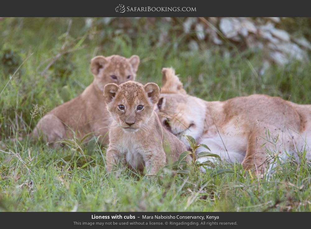 Lioness with cubs in Mara Naboisho Conservancy, Kenya