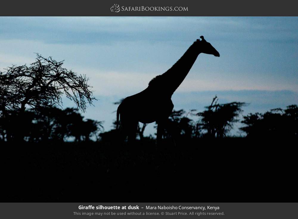 Giraffe silhouette at dusk in Mara Naboisho Conservancy, Kenya