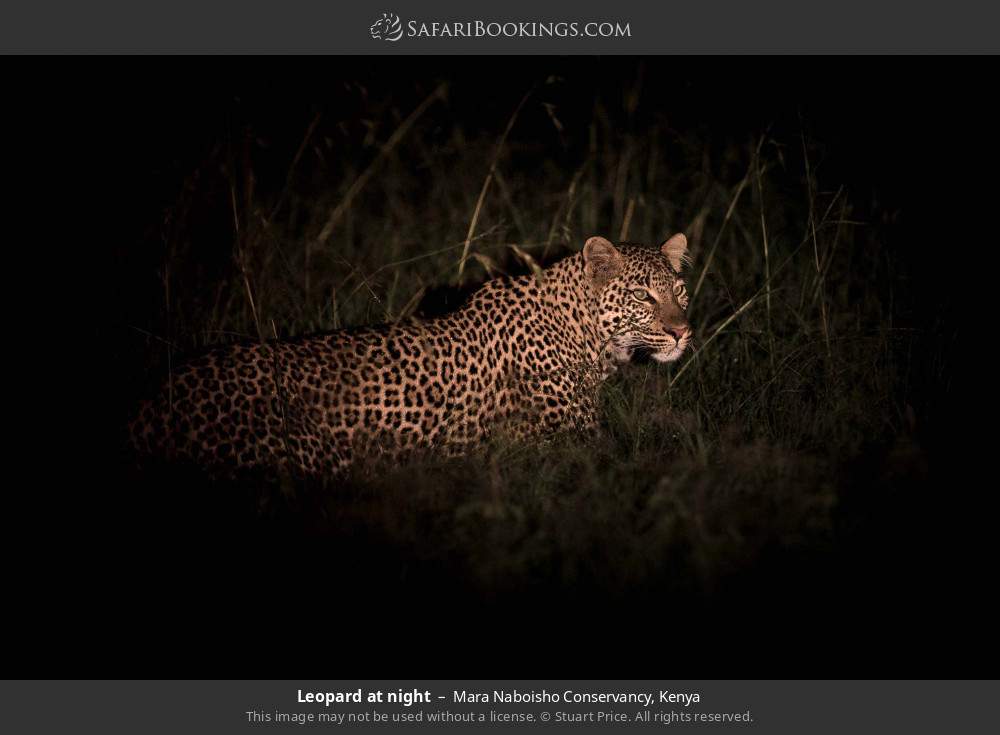 Leopard at night in Mara Naboisho Conservancy, Kenya
