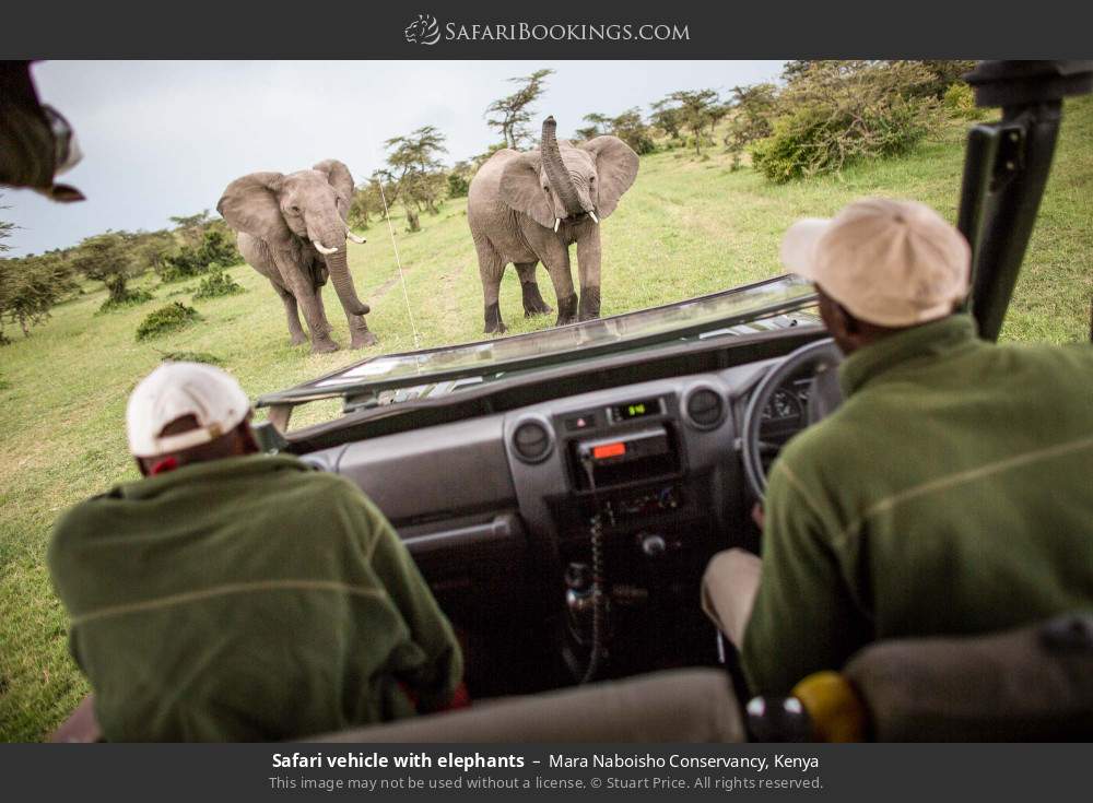 Guides in safari vehicle with elephants in Mara Naboisho Conservancy, Kenya