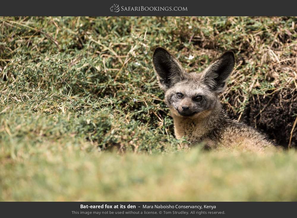 Bat-eared fox at its den in Mara Naboisho Conservancy, Kenya