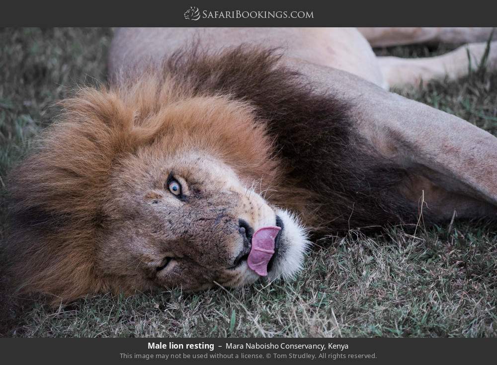 Male lion resting in Mara Naboisho Conservancy, Kenya