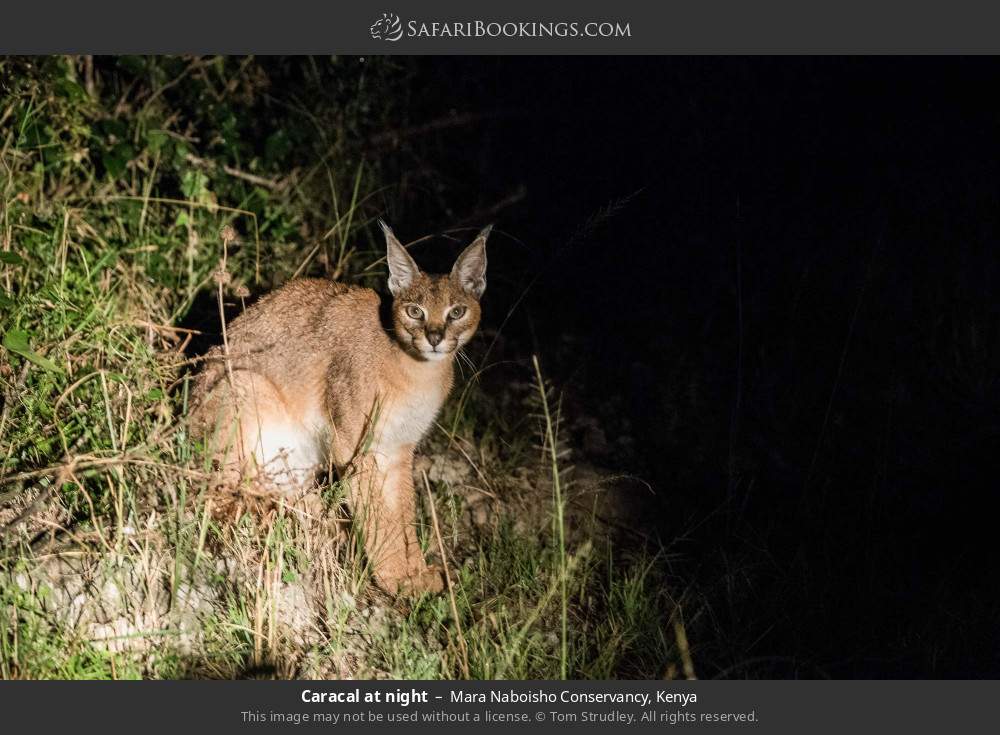 Caracal at night in Mara Naboisho Conservancy, Kenya