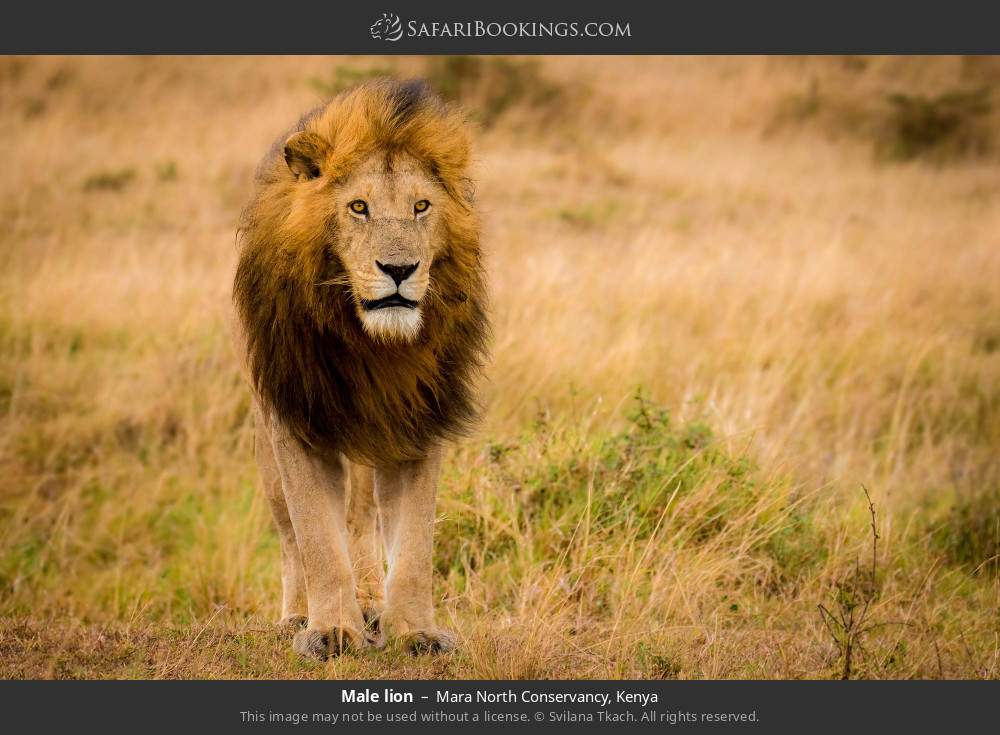 Male lion in Mara North Conservancy, Kenya