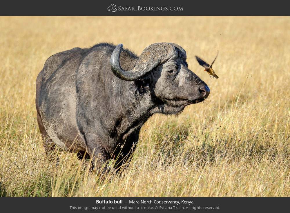 Buffalo bull in Mara North Conservancy, Kenya